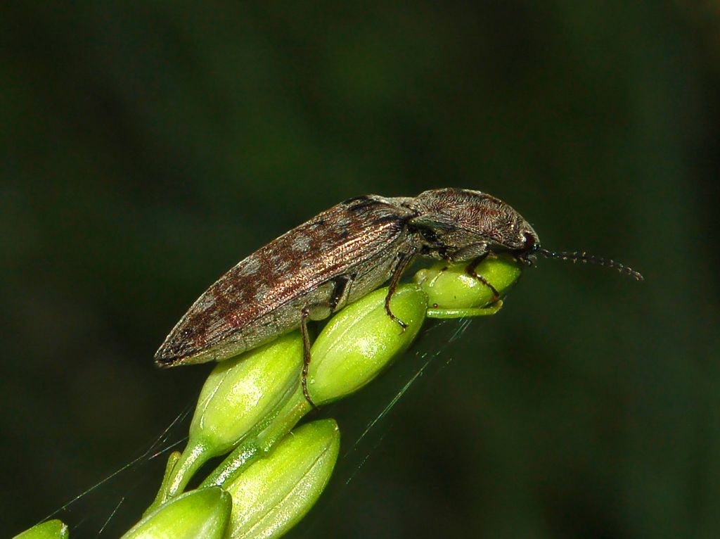 Un coleottero in attesa di nome: Actenicerus siaelandicus